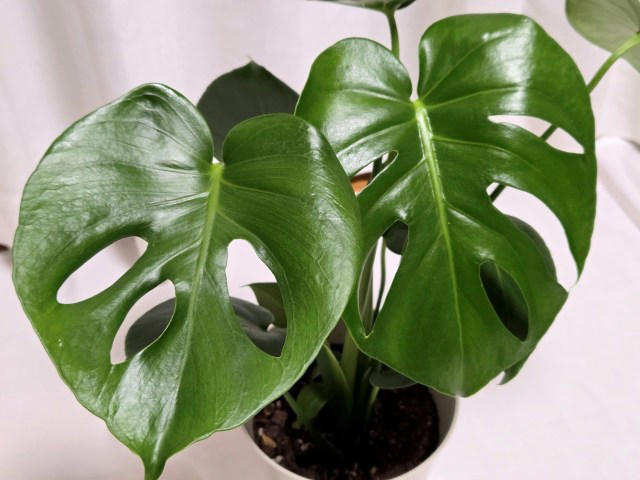 ・楽天「観葉植物福袋」, ・ドラセナ ジェレ, ・モンステラ アダンソニー, ・フィロデンドロン, ・おうちの緑化促進に