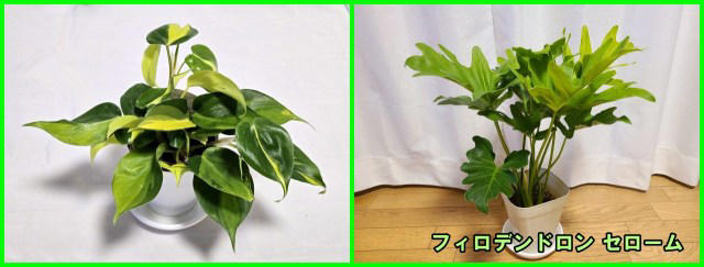 ・楽天「観葉植物福袋」, ・ドラセナ ジェレ, ・モンステラ アダンソニー, ・フィロデンドロン, ・おうちの緑化促進に