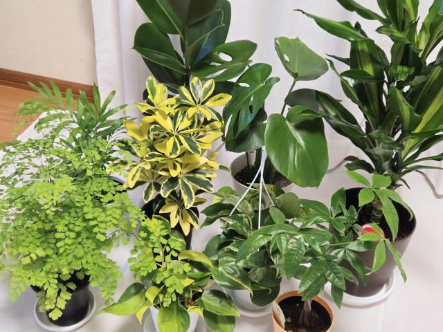 ・楽天「観葉植物福袋」, ・ドラセナ ジェレ, ・モンステラ アダンソニー, ・フィロデンドロン, ・おうちの緑化促進に