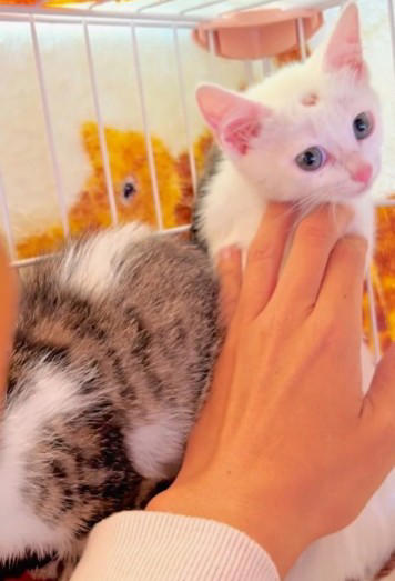 警戒心が強く、なかなか保護できなかった子猫, 生後2カ月で保護、今は1歳に, 「心を開いた」と確信した、小さなサイン, 手がかかるほど、心を開いた瞬間は尊い, 「信じて、声をかけ続けること」, 多くの人の手で救われた命