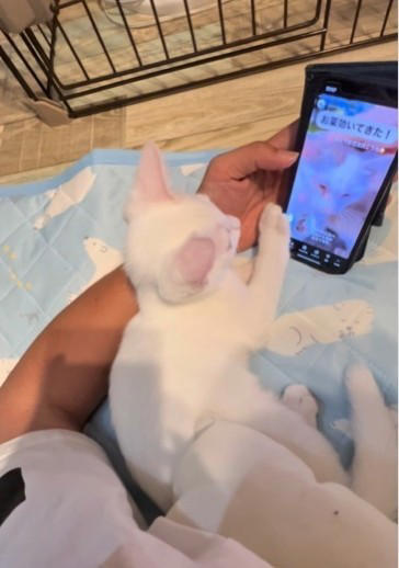 警戒心が強く、なかなか保護できなかった子猫, 生後2カ月で保護、今は1歳に, 「心を開いた」と確信した、小さなサイン, 手がかかるほど、心を開いた瞬間は尊い, 「信じて、声をかけ続けること」, 多くの人の手で救われた命