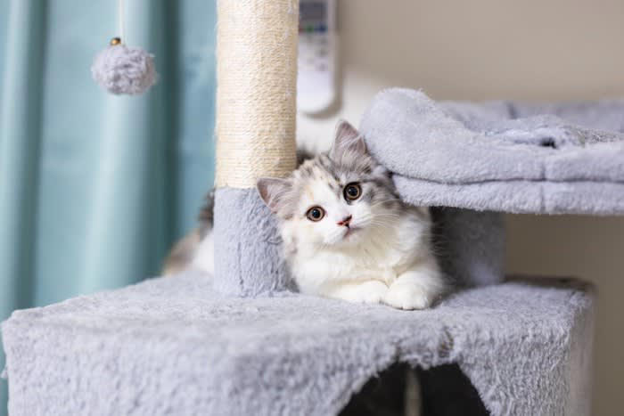 猫が疑問形で『ニャ？』と鳴くときの理由, 1.相手の反応を確かめている, 2.ごはんや遊びなどの「要求」を伝えている, 3.不安で周囲の状況を確認したいとき, 「ニャ？」のときに見るべき3つの行動サイン