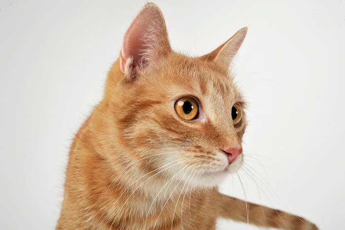 猫が疑問形で『ニャ？』と鳴くときの理由, 1.相手の反応を確かめている, 2.ごはんや遊びなどの「要求」を伝えている, 3.不安で周囲の状況を確認したいとき, 「ニャ？」のときに見るべき3つの行動サイン