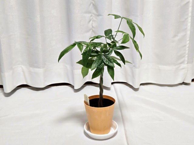 ・楽天「観葉植物福袋」, ・ドラセナ ジェレ, ・モンステラ アダンソニー, ・フィロデンドロン, ・おうちの緑化促進に