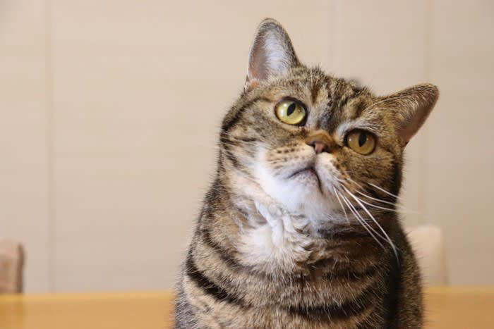 猫が疑問形で『ニャ？』と鳴くときの理由, 1.相手の反応を確かめている, 2.ごはんや遊びなどの「要求」を伝えている, 3.不安で周囲の状況を確認したいとき, 「ニャ？」のときに見るべき3つの行動サイン