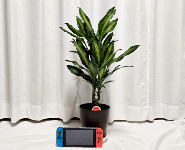 ・楽天「観葉植物福袋」, ・ドラセナ ジェレ, ・モンステラ アダンソニー, ・フィロデンドロン, ・おうちの緑化促進に