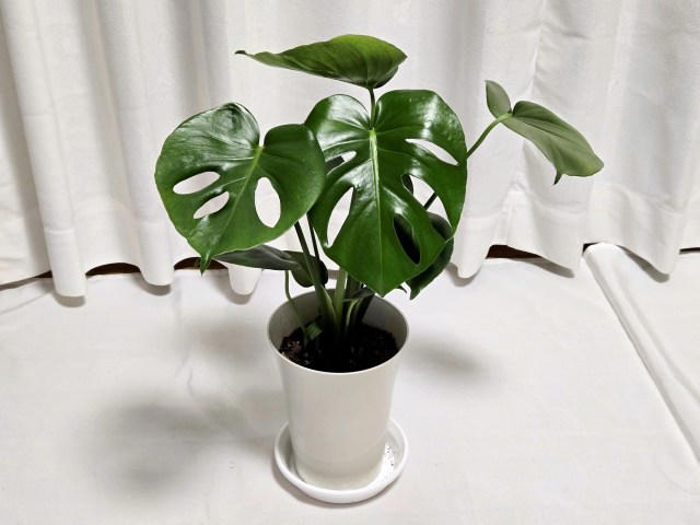 ・楽天「観葉植物福袋」, ・ドラセナ ジェレ, ・モンステラ アダンソニー, ・フィロデンドロン, ・おうちの緑化促進に