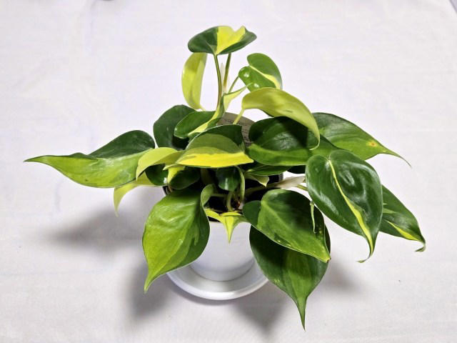 ・楽天「観葉植物福袋」, ・ドラセナ ジェレ, ・モンステラ アダンソニー, ・フィロデンドロン, ・おうちの緑化促進に