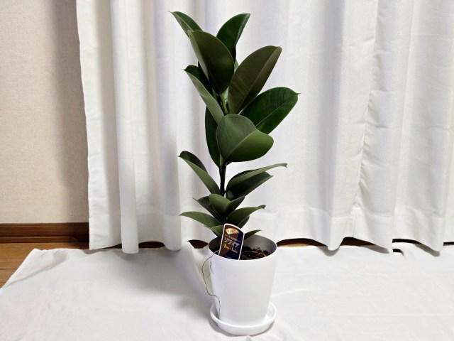 ・楽天「観葉植物福袋」, ・ドラセナ ジェレ, ・モンステラ アダンソニー, ・フィロデンドロン, ・おうちの緑化促進に