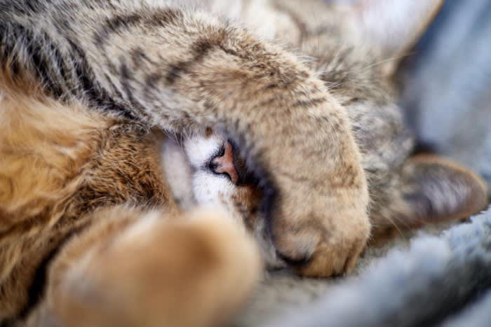 猫が顔を手で隠して寝る理由3つ, 1.光を遮って快適に眠るため, 2.鼻で寒さを感じているため, 3.安心感を得るための行動, 猫が顔を隠すときは睡眠環境を見直そう
