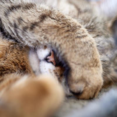 猫が顔を手で隠して寝る理由3つ, 1.光を遮って快適に眠るため, 2.鼻で寒さを感じているため, 3.安心感を得るための行動, 猫が顔を隠すときは睡眠環境を見直そう
