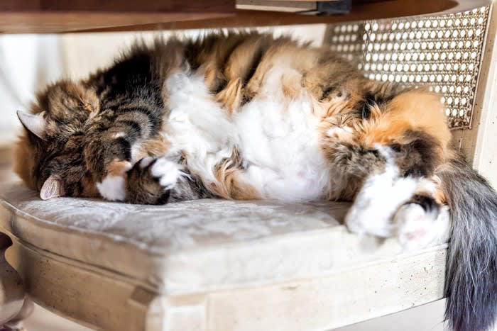 猫が顔を手で隠して寝る理由3つ, 1.光を遮って快適に眠るため, 2.鼻で寒さを感じているため, 3.安心感を得るための行動, 猫が顔を隠すときは睡眠環境を見直そう