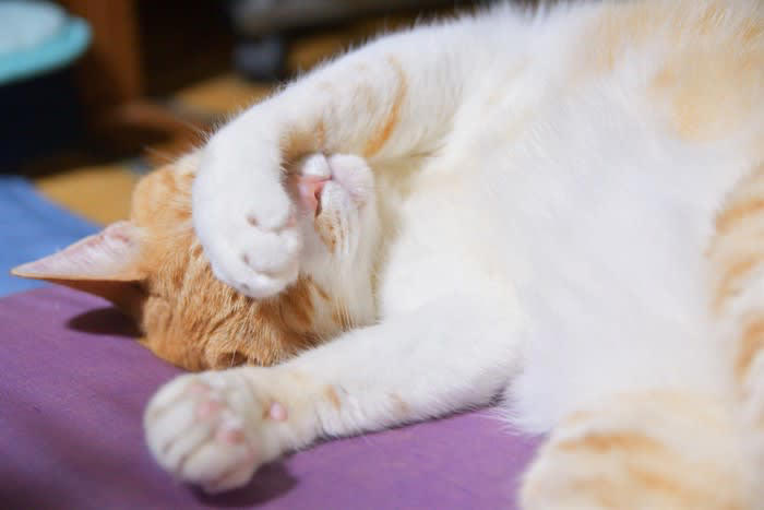 猫が顔を手で隠して寝る理由3つ, 1.光を遮って快適に眠るため, 2.鼻で寒さを感じているため, 3.安心感を得るための行動, 猫が顔を隠すときは睡眠環境を見直そう