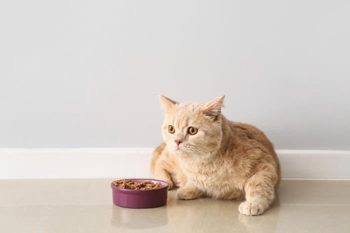 猫のご飯を出しっぱなしにするのが危険な理由3つ, 1.フードの劣化・衛生, 2.肥満や病気の原因になる, 3.健康管理が困難になる, 猫のご飯の適切な与え方とは