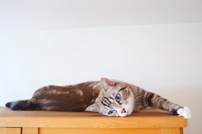 猫が「暇を持て余している」ときにみせる5つのサイン, 1.いたずらや問題行動が増える, 2.異常に体を舐める・毛をむしる, 3.飼い主をしつこく起こす・要求する, 4.過剰な食欲や異食行動, 5.無気力や過度な睡眠, 退屈そうな愛猫のためにできること, 遊びを通じて「狩り」の満足を与える, 留守番中でも楽しめる環境を作る, 安全な場所で体を動かせるようにする