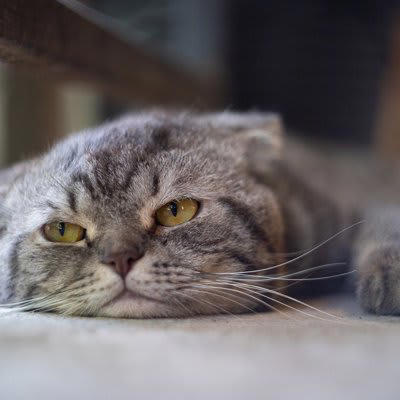 猫が「暇を持て余している」ときにみせる5つのサイン, 1.いたずらや問題行動が増える, 2.異常に体を舐める・毛をむしる, 3.飼い主をしつこく起こす・要求する, 4.過剰な食欲や異食行動, 5.無気力や過度な睡眠, 退屈そうな愛猫のためにできること, 遊びを通じて「狩り」の満足を与える, 留守番中でも楽しめる環境を作る, 安全な場所で体を動かせるようにする