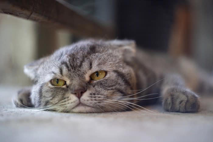 猫が「暇を持て余している」ときにみせる5つのサイン, 1.いたずらや問題行動が増える, 2.異常に体を舐める・毛をむしる, 3.飼い主をしつこく起こす・要求する, 4.過剰な食欲や異食行動, 5.無気力や過度な睡眠, 退屈そうな愛猫のためにできること, 遊びを通じて「狩り」の満足を与える, 留守番中でも楽しめる環境を作る, 安全な場所で体を動かせるようにする