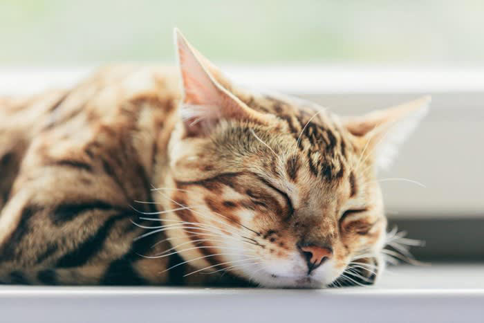 1.『ねこま』から『猫』になった説, 2.『ねうねう』という鳴き方から, 3.『鼠を好む』という理由から, 4.関西弁の『ぬくい子』から, 5.『寝子（ねこ）』から