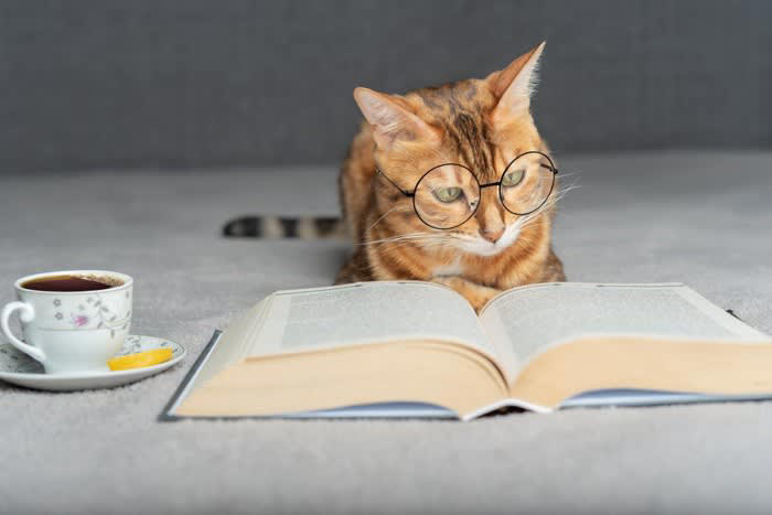 1.『ねこま』から『猫』になった説, 2.『ねうねう』という鳴き方から, 3.『鼠を好む』という理由から, 4.関西弁の『ぬくい子』から, 5.『寝子（ねこ）』から