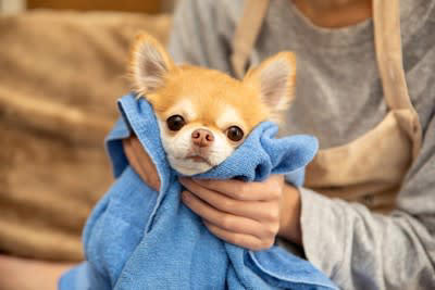 犬の散歩後にやってはいけない『タブー行為』５選, 1.足を拭かずに部屋に入れる, 2.毎回シャンプーする, 3.帰宅直後にご飯を与える, 4.帰宅直後に大量の水を一気飲み, 5.濡れたまま放置する, 散歩後の正しい過ごし方とは