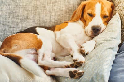 犬の散歩後にやってはいけない『タブー行為』５選, 1.足を拭かずに部屋に入れる, 2.毎回シャンプーする, 3.帰宅直後にご飯を与える, 4.帰宅直後に大量の水を一気飲み, 5.濡れたまま放置する, 散歩後の正しい過ごし方とは