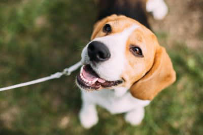 犬が『飼い主に言いたいこと』5選, 2.「撫でてください」, 3.「お腹すいたなぁ」, 5.「人間じゃないのに…」, 愛犬からの気持ちを読み取るポイント