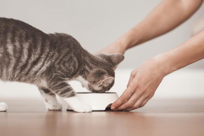 猫のご飯を出しっぱなしにするのが危険な理由3つ, 1.フードの劣化・衛生, 2.肥満や病気の原因になる, 3.健康管理が困難になる, 猫のご飯の適切な与え方とは