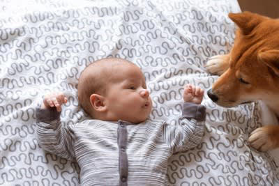 犬は赤ちゃんをどう見ている？, 犬に「赤ちゃんが可愛い」という感情はある？, 犬と赤ちゃんを会わせるときの注意点, 最初の対面は必ず大人の見守りのもとで, 匂いや泣き声に慣らす段階を踏む, 赤ちゃんグッズにも慣らす, スキンシップは短時間で・無理に近づけない, 犬のストレスサインを見逃さない