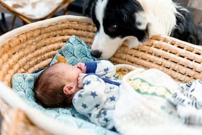犬は赤ちゃんをどう見ている？, 犬に「赤ちゃんが可愛い」という感情はある？, 犬と赤ちゃんを会わせるときの注意点, 最初の対面は必ず大人の見守りのもとで, 匂いや泣き声に慣らす段階を踏む, 赤ちゃんグッズにも慣らす, スキンシップは短時間で・無理に近づけない, 犬のストレスサインを見逃さない