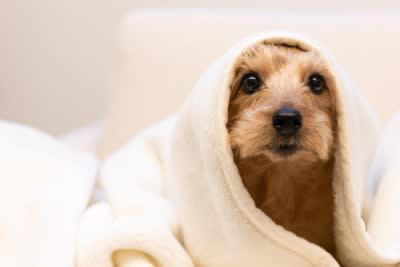 犬が『寒すぎる』と思っているときにみせるサイン５選, 1.身体を小さくギュッと丸める, 2.小刻みにブルブルと震えている, 3.元気がなく同じ場所から動こうとしない, 4.飼い主に体を密着させてくる, 5.水を飲もうとしない, 絶対知っておくべき間違った寒さ対策とは, どのような寒さ対策を講じるべき？