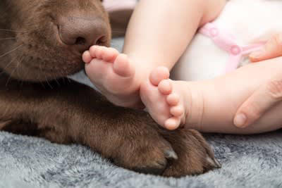 犬は赤ちゃんをどう見ている？, 犬に「赤ちゃんが可愛い」という感情はある？, 犬と赤ちゃんを会わせるときの注意点, 最初の対面は必ず大人の見守りのもとで, 匂いや泣き声に慣らす段階を踏む, 赤ちゃんグッズにも慣らす, スキンシップは短時間で・無理に近づけない, 犬のストレスサインを見逃さない
