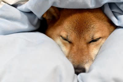 犬が『寒すぎる』と思っているときにみせるサイン５選, 1.身体を小さくギュッと丸める, 2.小刻みにブルブルと震えている, 3.元気がなく同じ場所から動こうとしない, 4.飼い主に体を密着させてくる, 5.水を飲もうとしない, 絶対知っておくべき間違った寒さ対策とは, どのような寒さ対策を講じるべき？