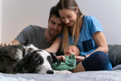 犬は赤ちゃんをどう見ている？, 犬に「赤ちゃんが可愛い」という感情はある？, 犬と赤ちゃんを会わせるときの注意点, 最初の対面は必ず大人の見守りのもとで, 匂いや泣き声に慣らす段階を踏む, 赤ちゃんグッズにも慣らす, スキンシップは短時間で・無理に近づけない, 犬のストレスサインを見逃さない