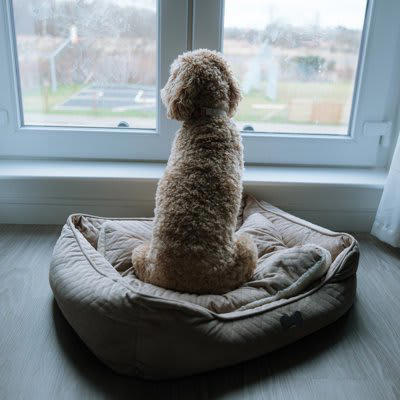 犬が飼い主に冷たい対応をする心理, 1.不安やストレスを感じている, 2.飼い主を信頼する気持ちが揺らいでいる, 3.自立心や独立心を主張したい, 4.体調不良や疲労を感じている, 5.飼い主以外のことに夢中になっている, 愛犬と飼い主が良好な関係を築くための秘訣