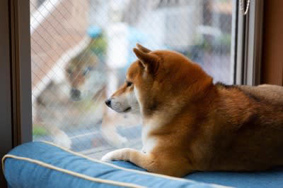 犬が飼い主に冷たい対応をする心理, 1.不安やストレスを感じている, 2.飼い主を信頼する気持ちが揺らいでいる, 3.自立心や独立心を主張したい, 4.体調不良や疲労を感じている, 5.飼い主以外のことに夢中になっている, 愛犬と飼い主が良好な関係を築くための秘訣