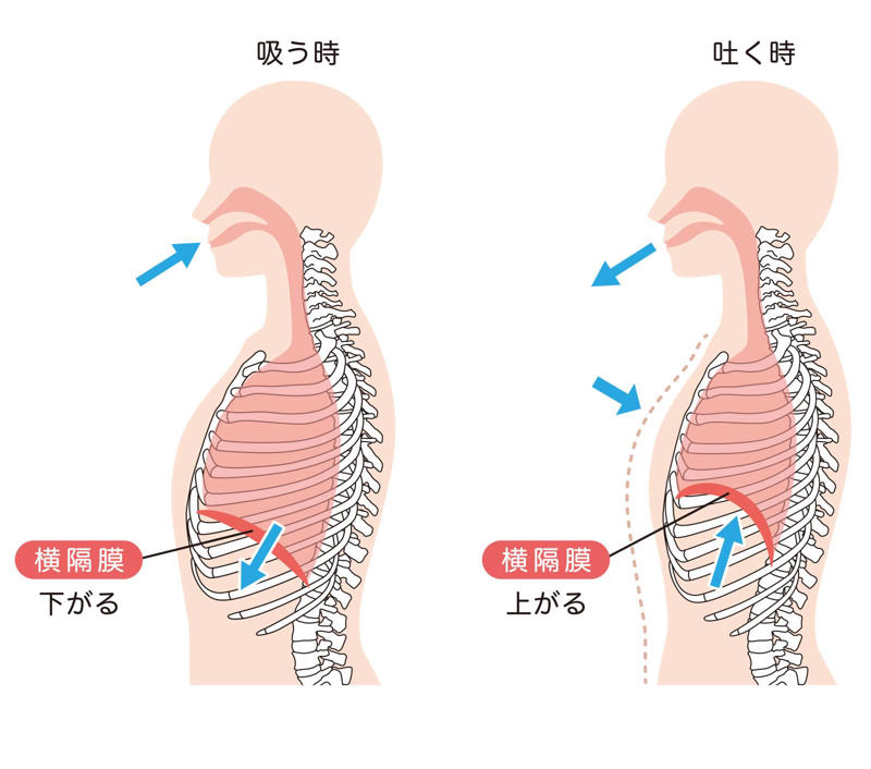 息が浅い原因は、背中が固まっていること, 背中をゆるめれば、呼吸が深くなる, ワニのポーズで背中をゆるめる, ワニのポーズのやり方
