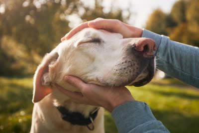 犬が久しぶりに再会した人にみせる仕草や行動, 1.全身をクネクネとさせながらしっぽを勢いよく振る, 2.勢いよく飛びつく, 3.声を震わせながら甲高い声でキャンキャンと鳴く, 4.体をグイグイ押しつけるようにすり寄る, 犬が久しぶりに再会した人にみせる注意すべき反応