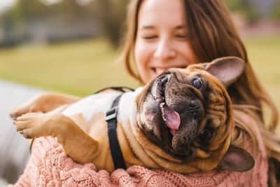犬が久しぶりに再会した人にみせる仕草や行動, 1.全身をクネクネとさせながらしっぽを勢いよく振る, 2.勢いよく飛びつく, 3.声を震わせながら甲高い声でキャンキャンと鳴く, 4.体をグイグイ押しつけるようにすり寄る, 犬が久しぶりに再会した人にみせる注意すべき反応