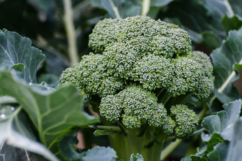 Asparagus, Tomatoes, French Hydrangeas, Broccoli And Cauliflower, Cabbage, Collards, And Kale, Flower Bulbs