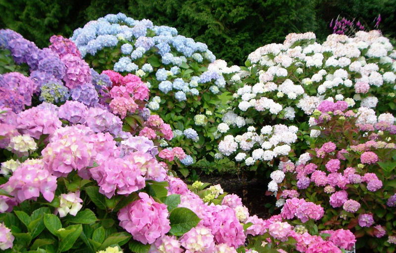 Asparagus, Tomatoes, French Hydrangeas, Broccoli And Cauliflower, Cabbage, Collards, And Kale, Flower Bulbs