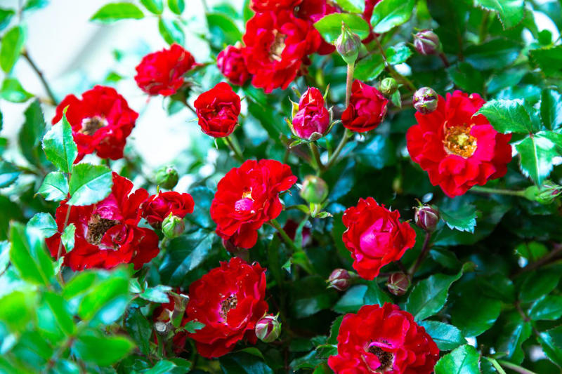 Firestorm™ Lantana, Summer Snapdragon, Diamond Spire® Gardenia, It’s a Breeze® Red Rose, Blanket Flower, Saucy™ Salvia, Million Bells, EnduraScape™ Verbena, Bat-faced Cuphea