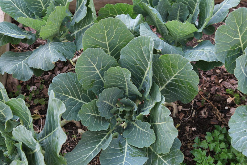 Asparagus, Tomatoes, French Hydrangeas, Broccoli And Cauliflower, Cabbage, Collards, And Kale, Flower Bulbs