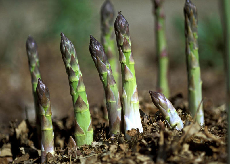 Asparagus, Tomatoes, French Hydrangeas, Broccoli And Cauliflower, Cabbage, Collards, And Kale, Flower Bulbs