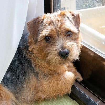 犬においでと言っても来てくれない理由, 1.「おいで」に従ったら嫌な思いをした, 2.「おいで」がどういう意味なのかを理解していない, 3.他のことに夢中になっている, 4.不機嫌になっている, 5.とくに用事がない, 呼び戻しを成功させるために必要なトレーニング