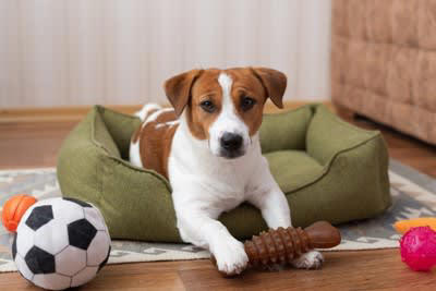 犬においでと言っても来てくれない理由, 1.「おいで」に従ったら嫌な思いをした, 2.「おいで」がどういう意味なのかを理解していない, 3.他のことに夢中になっている, 4.不機嫌になっている, 5.とくに用事がない, 呼び戻しを成功させるために必要なトレーニング