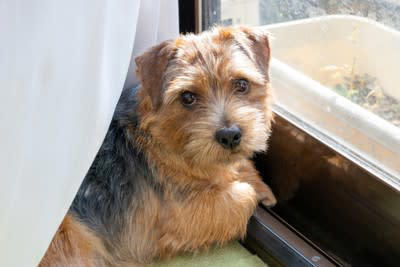 犬においでと言っても来てくれない理由, 1.「おいで」に従ったら嫌な思いをした, 2.「おいで」がどういう意味なのかを理解していない, 3.他のことに夢中になっている, 4.不機嫌になっている, 5.とくに用事がない, 呼び戻しを成功させるために必要なトレーニング
