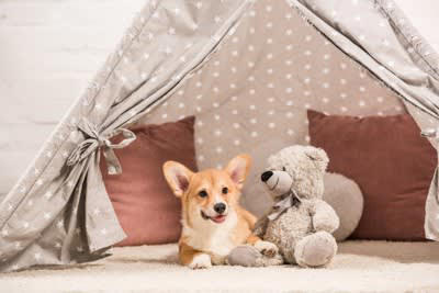 犬がぬいぐるみを大切そうにする理由, 兄弟や仲間のように感じるから, 狩猟本能の疑似体験をするため, 寂しさが紛れるから, 犬にぬいぐるみを与えるメリット, 安心感が得られる, ひとり遊びの促進につながる, ストレス発散になる