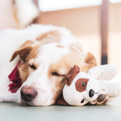 犬がぬいぐるみを大切そうにする理由, 兄弟や仲間のように感じるから, 狩猟本能の疑似体験をするため, 寂しさが紛れるから, 犬にぬいぐるみを与えるメリット, 安心感が得られる, ひとり遊びの促進につながる, ストレス発散になる