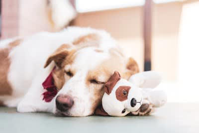 犬がぬいぐるみを大切そうにする理由, 兄弟や仲間のように感じるから, 狩猟本能の疑似体験をするため, 寂しさが紛れるから, 犬にぬいぐるみを与えるメリット, 安心感が得られる, ひとり遊びの促進につながる, ストレス発散になる