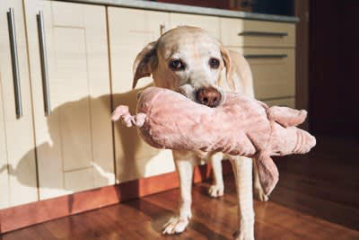 犬がぬいぐるみを大切そうにする理由, 兄弟や仲間のように感じるから, 狩猟本能の疑似体験をするため, 寂しさが紛れるから, 犬にぬいぐるみを与えるメリット, 安心感が得られる, ひとり遊びの促進につながる, ストレス発散になる